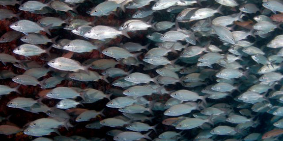 Dive With South Florida Diving Headquarters